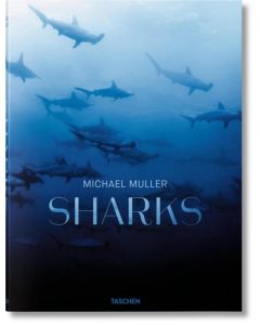 SHARKS (TD)